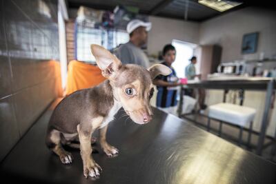 Abandonan a 30% de cachorros regalados en Día de Reyes