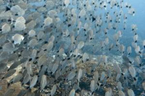 Estiman producir 100 toneladas de peces