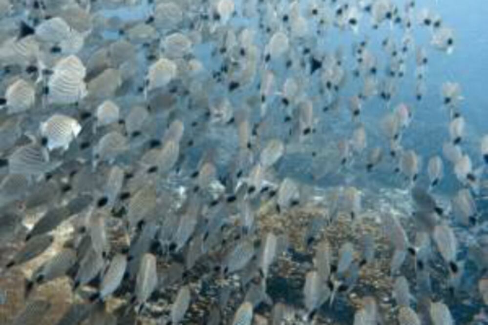 Estiman producir 100 toneladas de peces