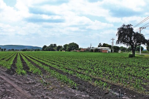 Impulsan políticas y apoyos productivos para el campo 