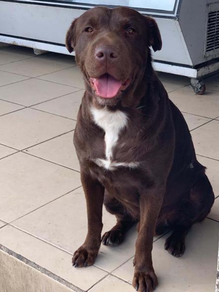 Diabetes animal. Cambiar hábitos de las mascotas 