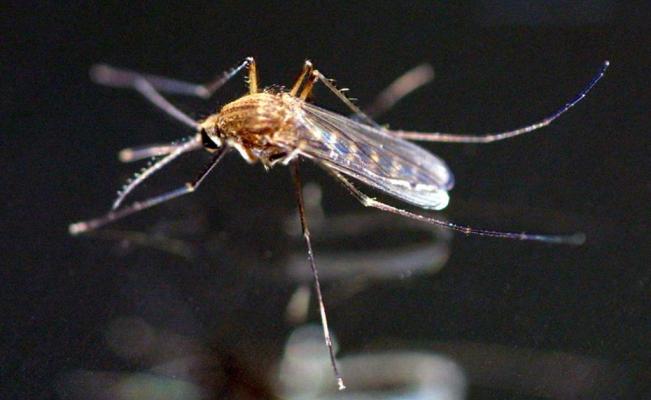 “Hay casos de dengue y chikungunya”