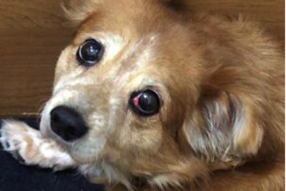 Caravana contra el maltrato animal