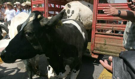 Proponen crear fiscalía que persiga el abigeato  