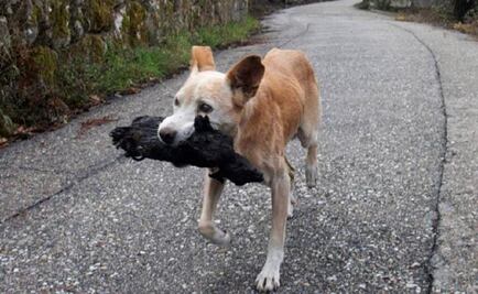 Perra carga a su cachorro calcinado en los incendios de España