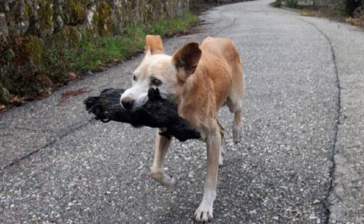 Perra carga a su cachorro calcinado en los incendios de España