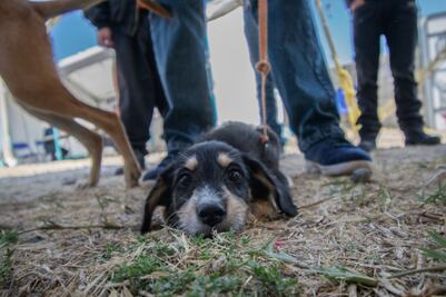 IMPA El Marqués impone 4 sanciones por maltrato animal
