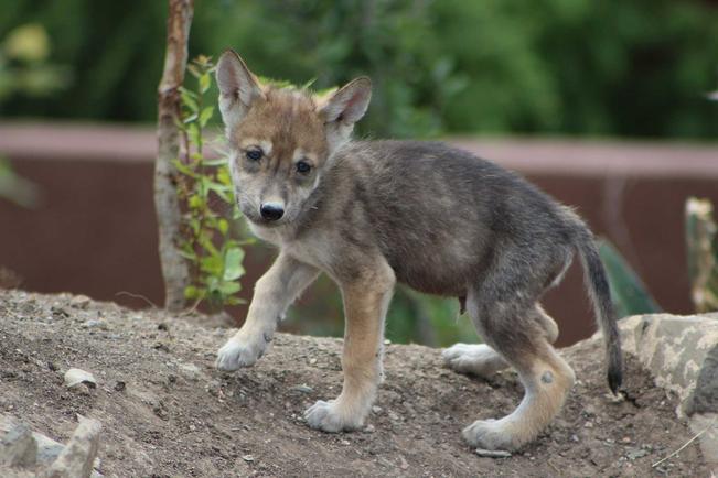 Prospera conservación del lobo mexicano