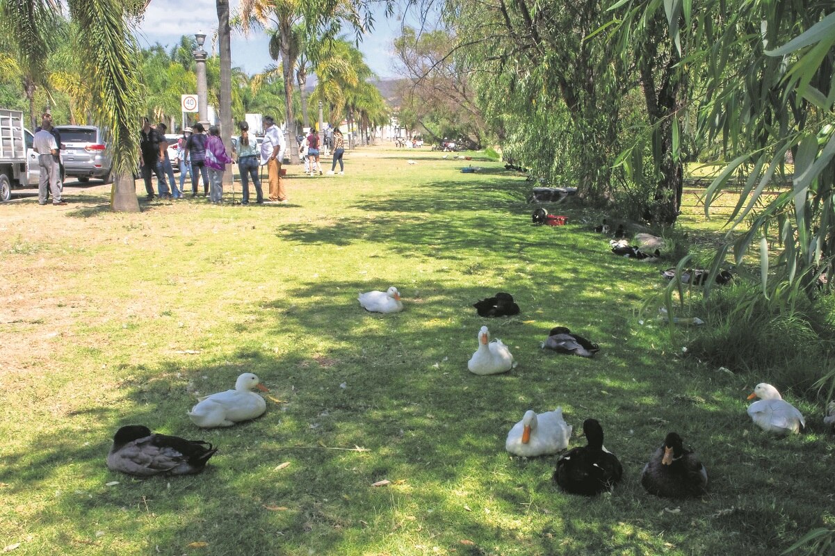 Juriquilla, la zona de Querétaro donde se cuida y se protege a los patos