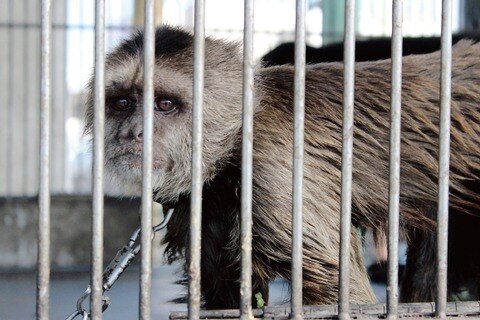 Recibe Congreso 10 denuncias al mes por tráfico de animales