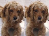 Buscan a la perrita Galleta en Corregidora; fue vista por última vez el 14 de marzo