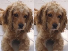 Buscan a la perrita Galleta en Corregidora; fue vista por última vez el 14 de marzo