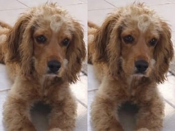 Buscan a la perrita Galleta en Corregidora; fue vista por última vez el 14 de marzo