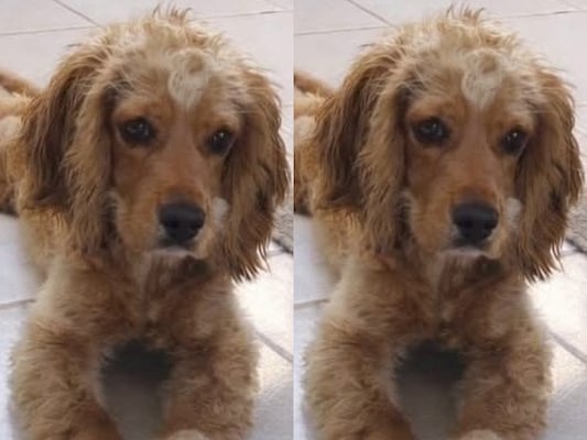 Buscan a la perrita Galleta en Corregidora; fue vista por última vez el 14 de marzo