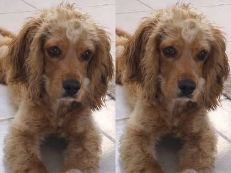 Buscan a la perrita Galleta en Corregidora; fue vista por última vez el 14 de marzo