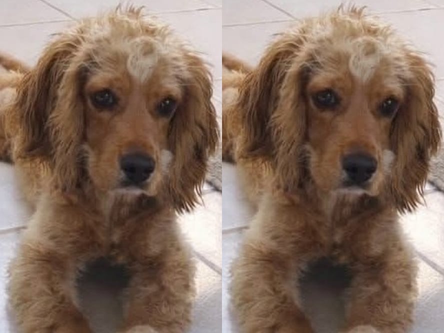 FOTO. CAPTURA DE PANTALLA