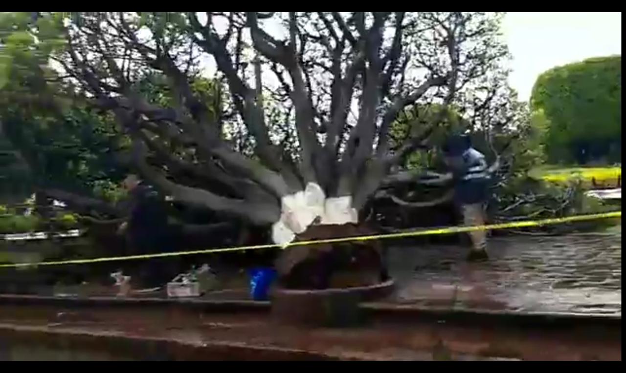 Lluvias causan anegaciones y la caída de un árbol en SJR