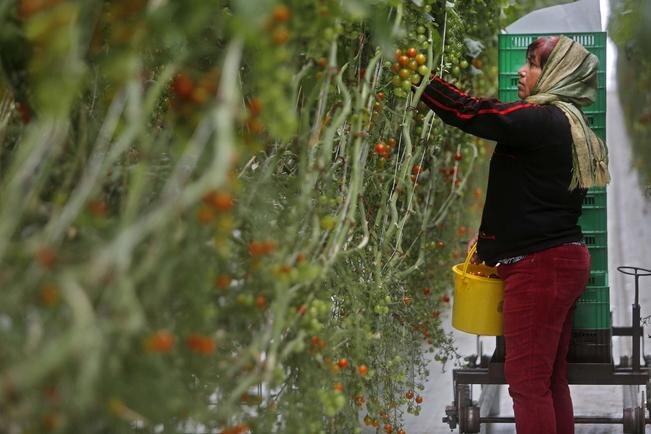 El Bajío es referente nacional de empleo: FDS