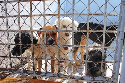 Crece 60% presencia de perros en calles