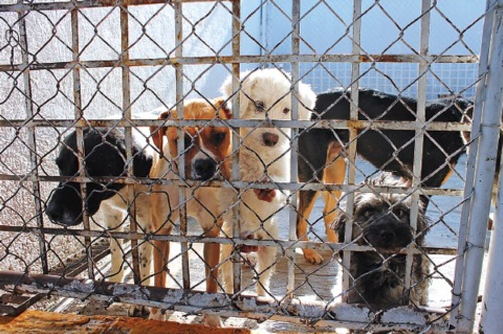 Crece 60% presencia de perros en calles