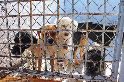 Crece 60% presencia de perros en calles