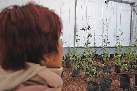 Reclusas cosechan alimentos en penal