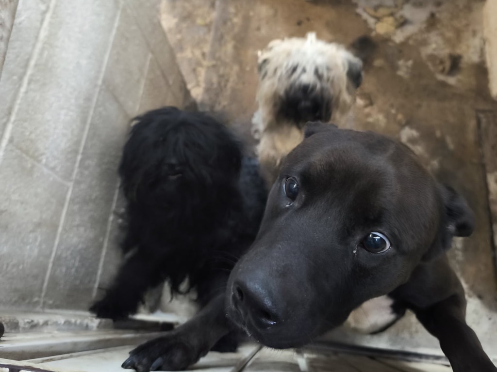 Foto: Facebook Dirección de Cuidado Animal SJR.