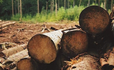 Al menos 70% de la madera que se consume en méxico es ilegal