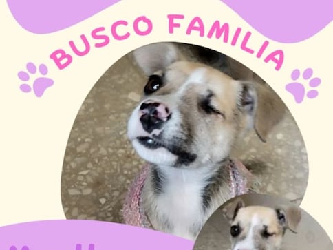 Pistache, perrita rescatada, busca un hogar en Querétaro