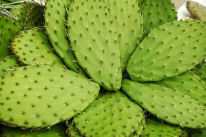 UAQ inicia producción de nopal