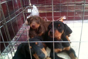 Ve Mars afectación por reforma fiscal