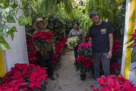 Viveros de Querétaro ya tienen en venta la flor de Nochebuena 