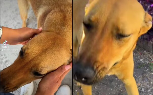 Video. Pepa, la perrita panteonera de Querétaro