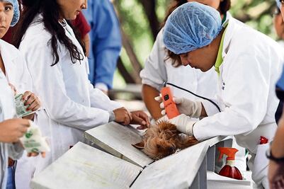 Lanzan campaña para esterilizar a los perrhijos y gathijos