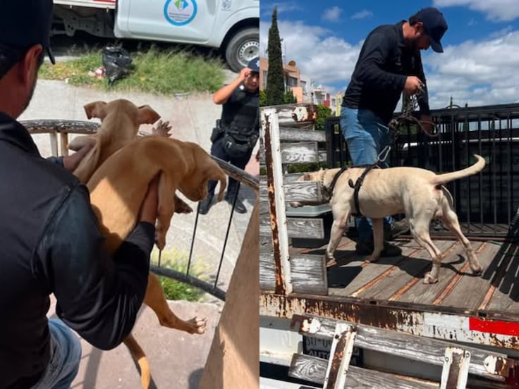 Rescatan a tres perritos en situación de maltrato en San Juan del Río