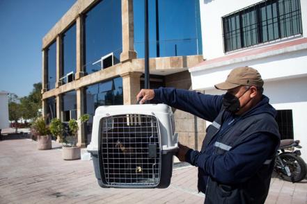Águila choca contra edificio en Querétaro; ya fue rescatada por las autoridades