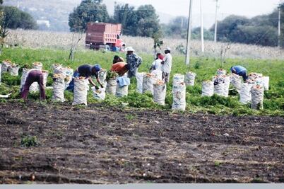 Sustituye Sagarpa programa Procampo
