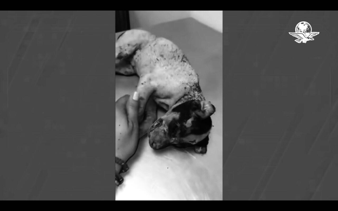 En Guanajuato, queman vivo a “Huitzilli”, un cachorro de tres meses