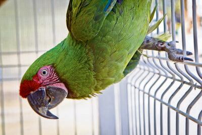 Asegura Profepa aves en peligro de extinción, en la capital