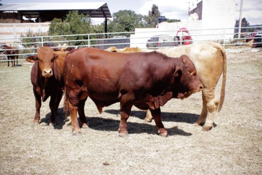 Ganaderos: 2012, año perdido