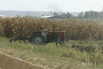 Helada  afecta  hectáreas de cebada
