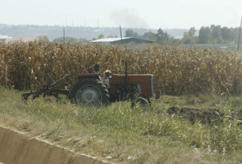 Helada afecta hectáreas de cebada