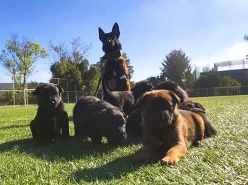 Adopta un K9: la policía de Pedro Escobedo busca hogar para dos cachorros