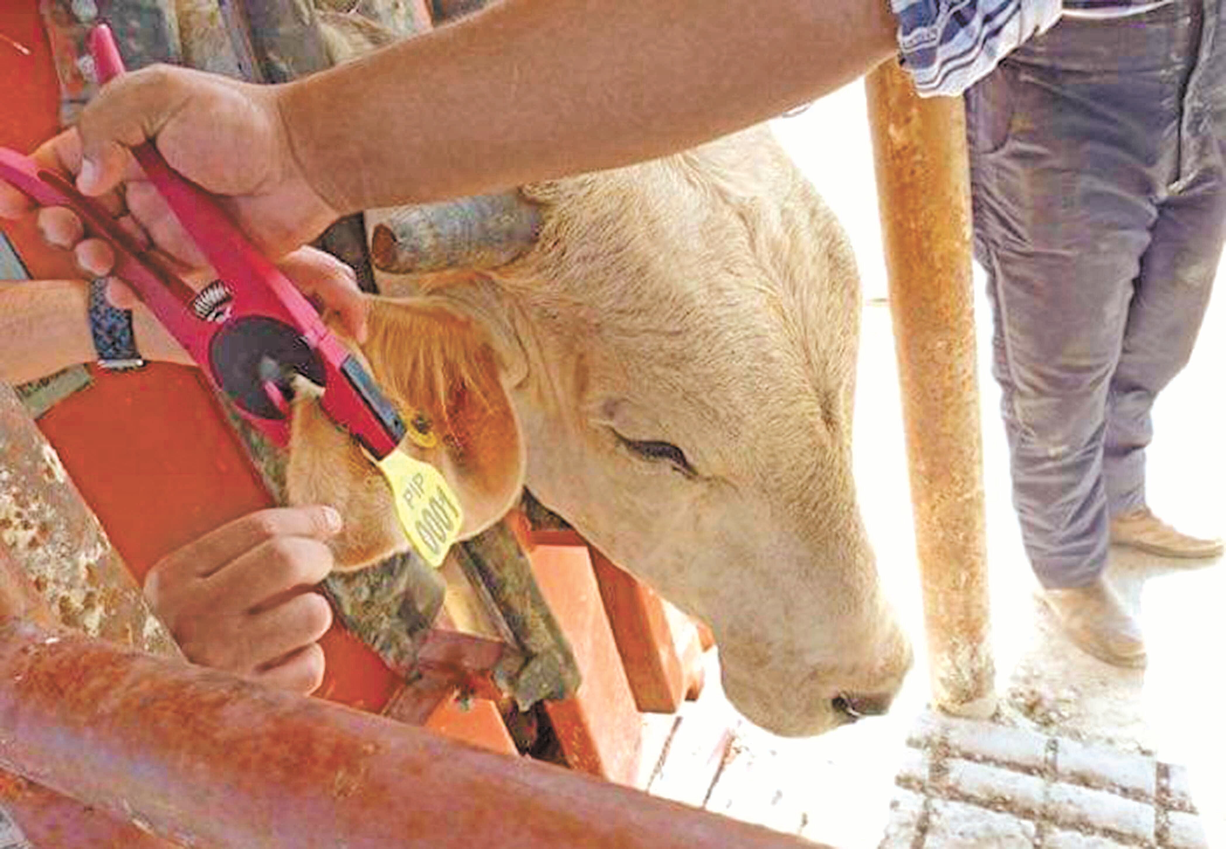 Acusan que sector ganadero padece recorte de recursos