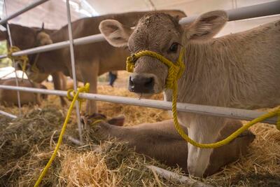 Ganaderos pedirán a AMLO mayor apoyo