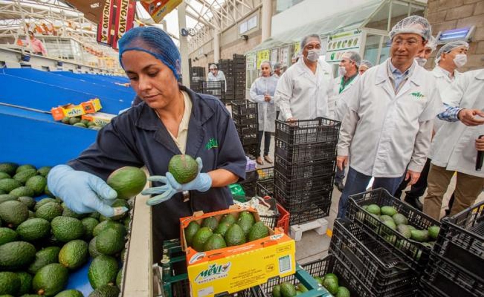 Llegará aguacate de Jalisco a China