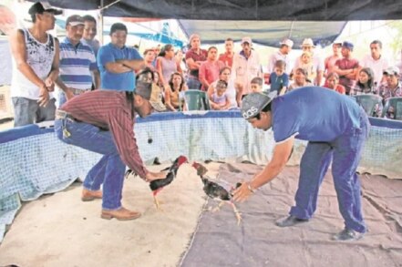 Las peleas de gallos, un juego de tradición y violencia 