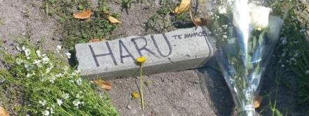 Torturan hasta la muerte a gatito de CCH Vallejo; estudiantes de la UNAM exigen justicia