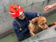 Rescatan a "Muñeca", una perrita que se encontraba al interior de un dren en Querétaro