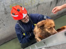 Rescatan a "Muñeca", una perrita que se encontraba al interior de un dren en Querétaro